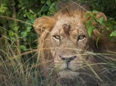 León del parque natural de Uganda donde han aparecido restos de seis animales presuntamente envenenados.