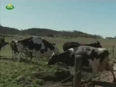 Un grupo de vacas en Suecia salta de alegría tras ser "liberadas" al acabar el invierno