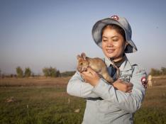 La rata "buscaminas" más famosa se jubila en Camboya