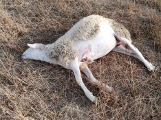 Al menos tres ovejas han resultado muertas en un ataque de lobo en Arrés.