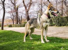 Una imagen de Kira, la perra desaparecida en Aguarón