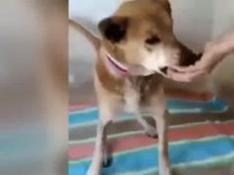 Entregan de forma anónima a las autoridades los perros rescatados misteriosamente en La Palma