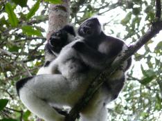 Indri+bebe