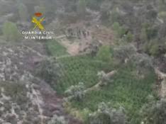 Desmantelada una macroplantación en Fayón y 7 detenidos por robar en una plantación en Calamocha