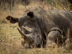 El número de rinocerontes negros se redujo un 85 % entre 1973 y 2017.