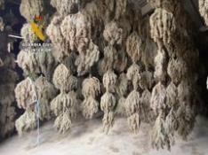 La Guardia Civil incauta más de ocho toneladas de marihuana en Sabiñánigo