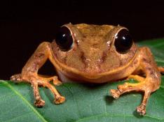 La nueva especie de rana descubierta en Panamá que ha sido nombrada en honor a Greta Thunberg.