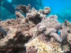 La salvación de la Gran Barrera de Coral, a golpe de talón