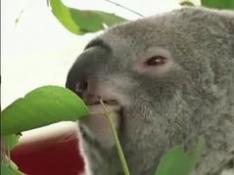Australia declara a los koalas en peligro de extinción