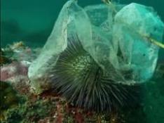 Los científicos denuncian la cantidad "aterradora" de microplásticos hallados en la fauna marina en Brasil
