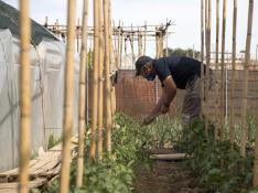 Un  hombre trabaja la tierra para plantar hortalizas en Huertos del Ebro.