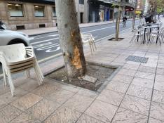 Árbol contra el que colisionó el vehículo en Paseo Teruel.