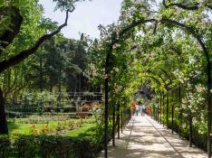 El parque Grande de Zaragoza estrena una rosaleda “única en el mundo”