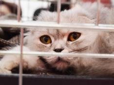 gatos, abandono animal, mascotas