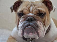 Cientificos-britanicos-piden-modificar-la-cria-del-bulldog-ingles-por-motivos-de-salud-animal