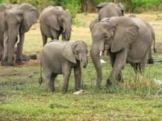 La-genetica-de-los-elefantes-explicaria-por-que-estos-animales-apenas-tienen-cancer
