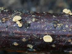La nueva especie de hongo localizada en la isla de Cortegada, en Pontevedra.