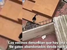 Denuncian el abandono de una veintena de gatos en un edifico de la avenida Cesáreo Alierta de Zaragoza