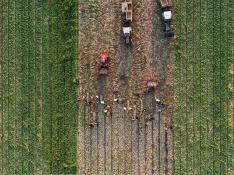 Agricultores integrados en la Denominación de Origen Cebolla de Fuentes de Ebro están estos días en plena campaña de recolección.