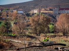 "Primero limpiar, luego restaurar", inician la retirada de árboles quemados en Moros.