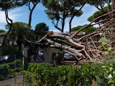 Un árbol caído en el norte de Italia por el temporal que ya deja dos muertos y varios heridos.