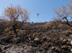 Almendros de la variedad largueta afectados por el incendio en la localidad de El Buste