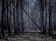 Bejís (Castellón) tras el incendio forestal que ha calcinado 19.000 hectáreas.