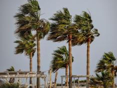 Foto de archivo de palmeras batidas por el viento
