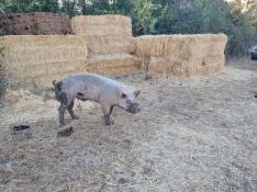 Uno de los cerdos atacados en Santiuste de Pedraza (Segovia).