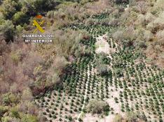 Plantación de marihuana en una zona protegida para las aves en El Burgo de Ebro.