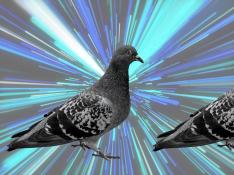 Un virus muy contagioso está causando la muerte a las palomas. gsc