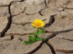 Una flor emerge de la tierra cuarteada por la sequía