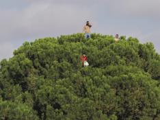 Tres aficionados en la copa de un pino en Quintanar del Rey