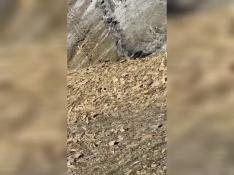 Avistada la primera cabra montés en el Parque de Ordesa tras su extinción