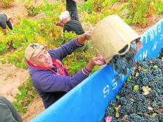 Vendimiadores recogen la uva en los viñedos de la Denominación de Origen Cariñena, la más grande y más antigua de Aragón.