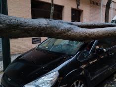 El árbol caído sobre un coche en la calle Monreal de Zaragoza.