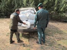 Sorprendidas cinco personas con 500 kilos de piñas recolectadas sin permiso