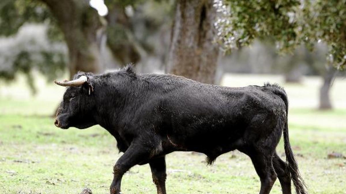 veneno Coherente desagradable Más de 150.000 trabajadores dependen de la supervivencia del toro bravo en  España