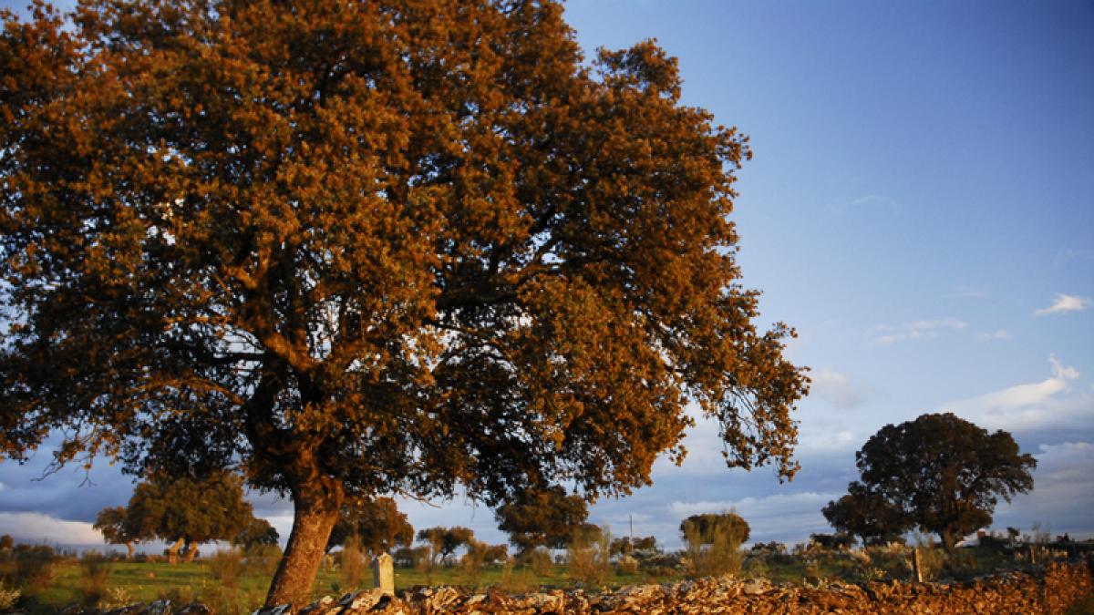 Los árboles más curiosos de Aragón | Noticias de Aragón en Heraldo.es