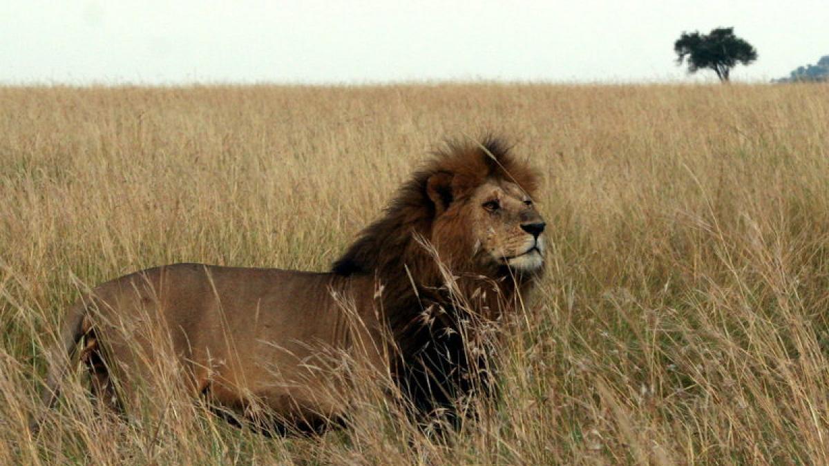 Varios leones matan a un supuesto cazador furtivo en Sudáfrica | Noticias  de Sociedad en 