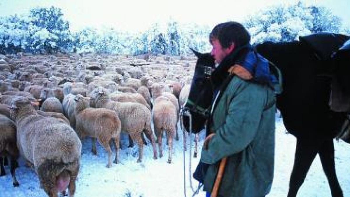 Guadalaviar, Teruel, es pueblo con más trashumantes de España Heraldo.es