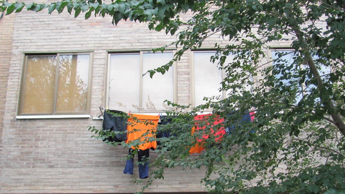 Las ramas de un árbol no me dejan ni abrir la ventana”