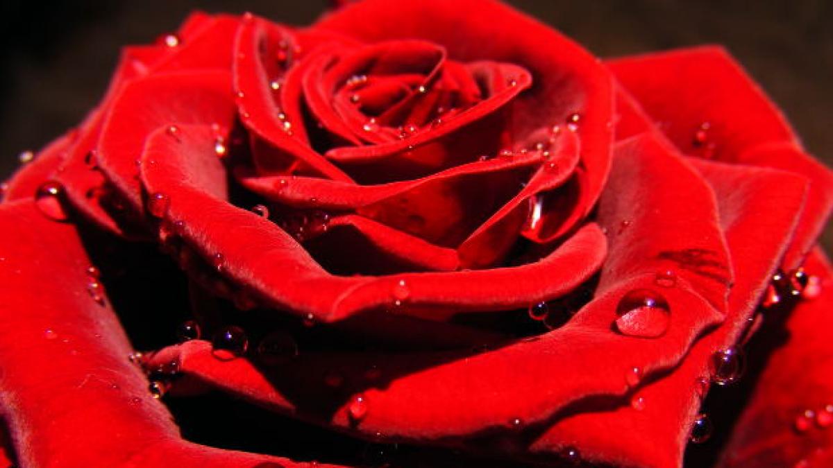 Aquí hay ciencia: El genoma de la rosa | Noticias de Investigación en ...