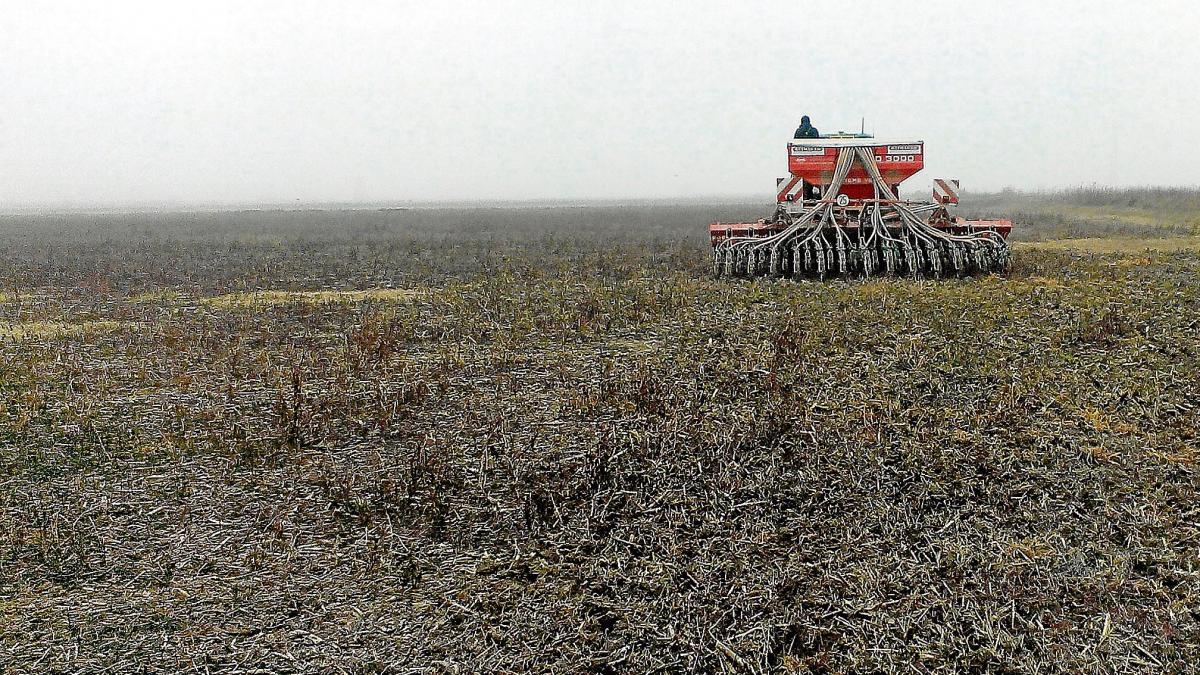 La siembra directa, una agricultura que mima el suelo | Noticias de campo  en 