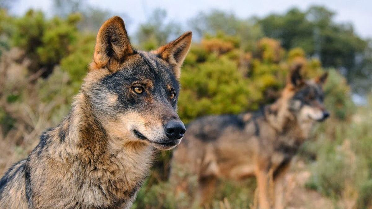 Turistas a la caza del lobo | Noticias de España en 