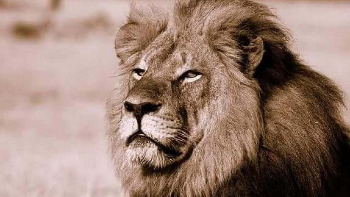 Zimbabue pone límites a la caza mayor tras la muerte del león Cecil |  Noticias de Sociedad en 