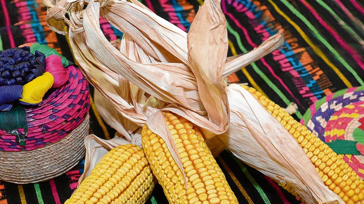 El maíz, enraizado en la cultura mexicana | Noticias de Gastronomía en  