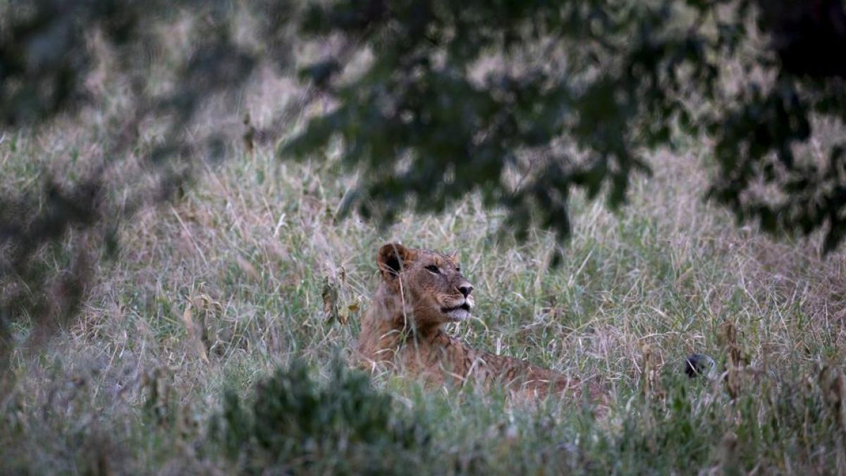 Envenenan a ocho leones de una misma manada en una reserva de Kenia