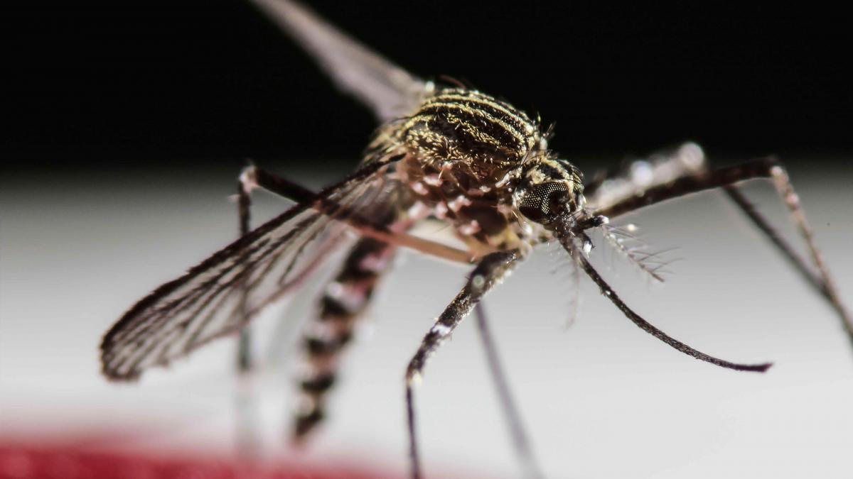 La France confirme son premier cas de Zika sexuellement transmissible
