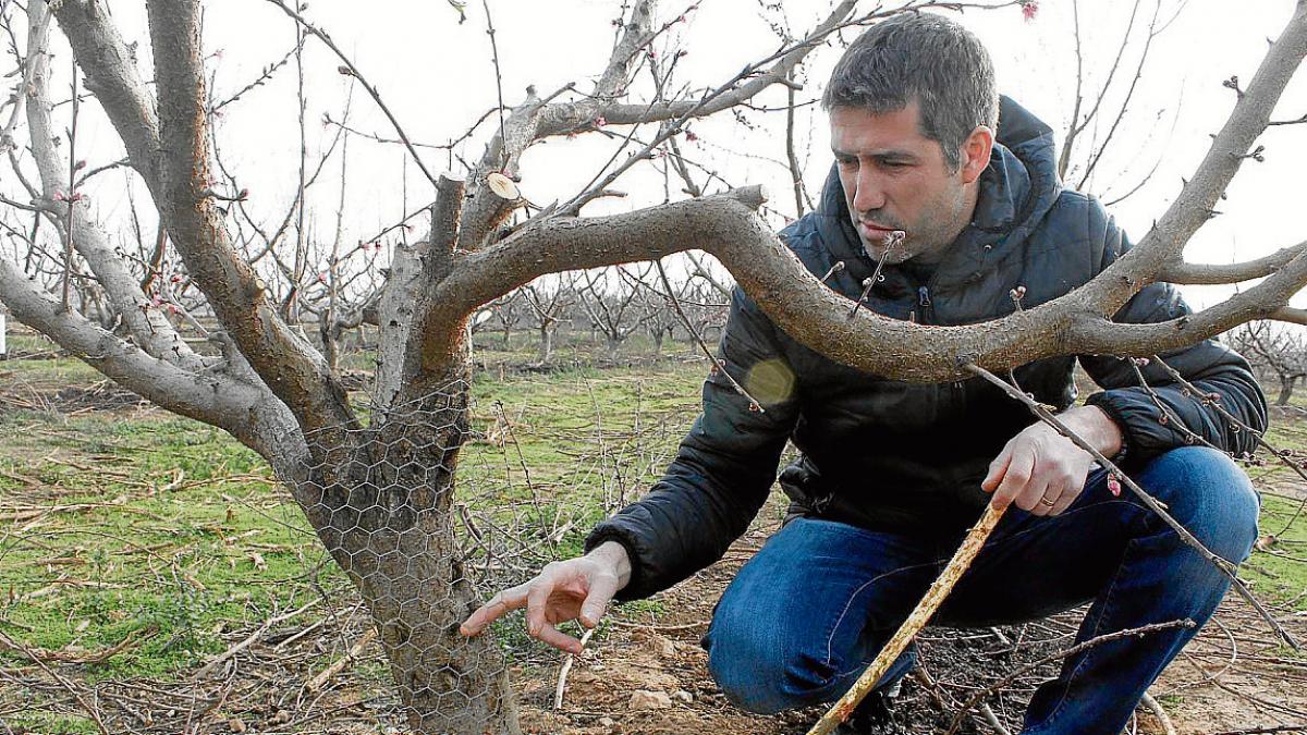 La plaga de conejos causa graves daños en las explotaciones de árboles  frutales de Fraga | Noticias de HUESCA en Heraldo.es